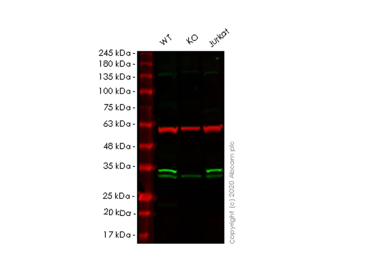 Western blot - Human PNP (Nucleoside phosphorylase) knockout HEK-293T cell lysate (AB257594)