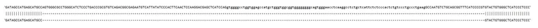 Sanger Sequencing - Human PNPLA2 Knockout A549 cell line (AB324215)