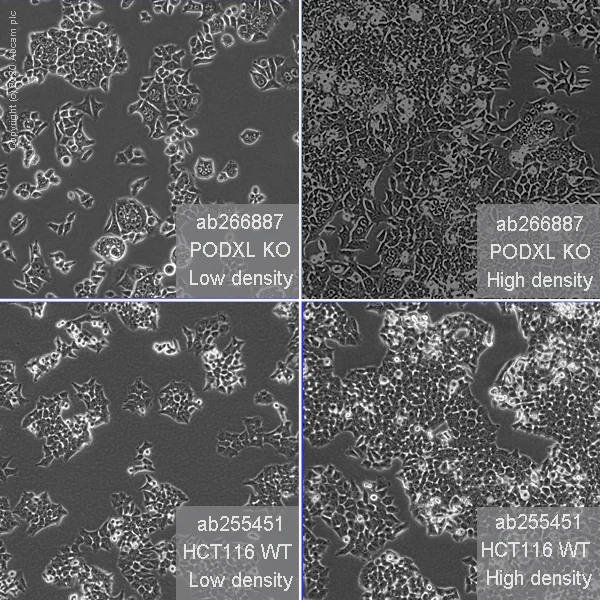 Cell Culture - Human PODXL knockout HCT116 cell line (AB266887)