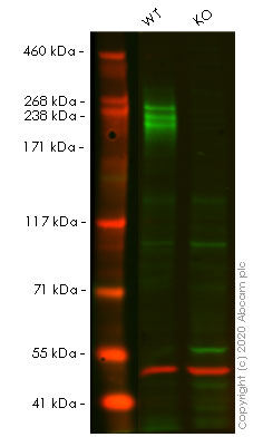 Western blot - Human PODXL knockout HCT116 cell line (AB266887)