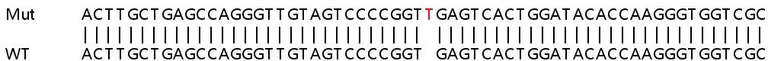 Sanger Sequencing - Human PODXL knockout HeLa cell lysate (AB257210)