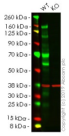 Western blot - Human PODXL knockout HeLa cell lysate (AB257210), expandable thumbnail