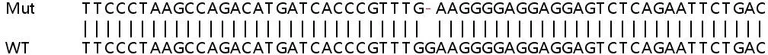 Sanger Sequencing - Human POGK knockout HeLa cell line (AB265917)