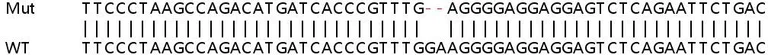 Sanger Sequencing - Human POGK knockout HeLa cell line (AB265917)