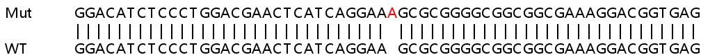 Sanger Sequencing - Human POLDIP3 (p46) knockout HeLa cell line (AB265843), expandable thumbnail