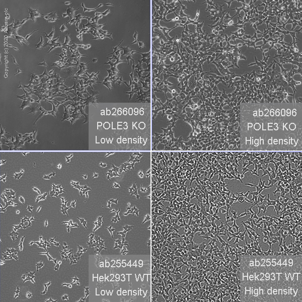 Human POLE3 (CHRAC-17) knockout HEK-293T cell line