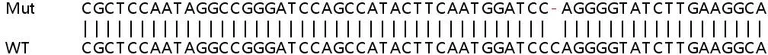 Sanger Sequencing - Human POLL (DNA Polymerase lambda) knockout HeLa cell line (AB264754)