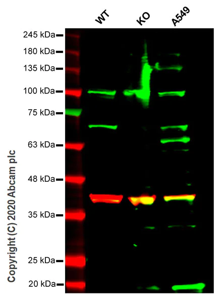 Western blot - Human POLL (DNA Polymerase lambda) knockout HeLa cell line (AB264754)