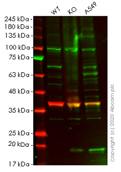 Western blot - Human POLL (DNA Polymerase lambda) knockout HeLa cell lysate (AB258595)