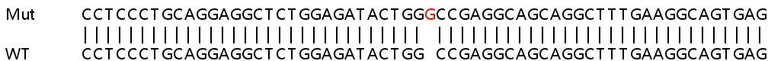 Human POLM (DNA polymerase mu) knockout HeLa cell line (ab265557) | Abcam