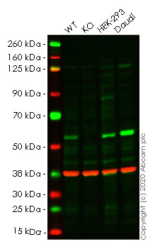 Western blot - Human POLM (DNA polymerase mu) knockout HeLa cell lysate (AB258127)