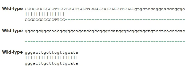 Sanger Sequencing - Human POLQ knockout A549 cell line (AB286655)