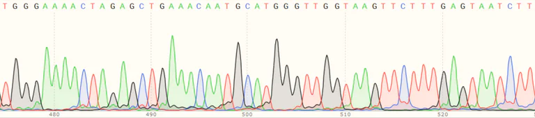 Sanger Sequencing - Human POLR1D knockout HeLa cell line (AB265470)