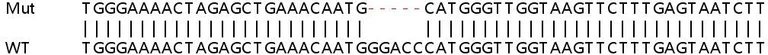 Sanger Sequencing - Human POLR1D knockout HeLa cell lysate (AB259049)
