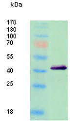 Western blot - Anti-Human Polyoma virus JCV capsid protein VP1 antibody [8E8] (AB34756)