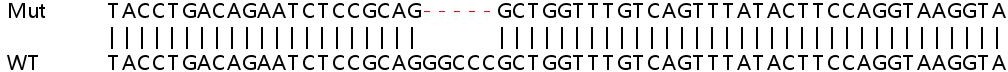 Sanger Sequencing - Human POMGNT1 knockout HEK-293T cell line (AB266788)