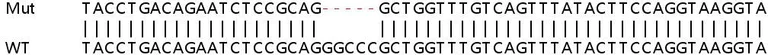 Sanger Sequencing - Human POMGNT1 knockout HEK-293T cell line (AB266788)