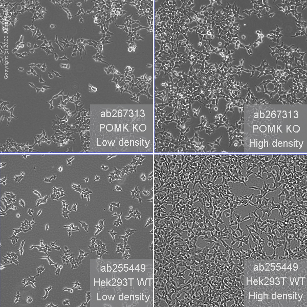 Cell Culture - Human POMK knockout HEK-293T cell line (AB267313), expandable thumbnail