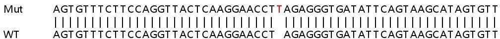 Sanger Sequencing - Human POMK knockout HEK-293T cell line (AB267313), expandable thumbnail