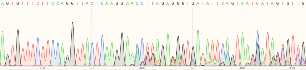 Sanger Sequencing - Human POMK knockout HEK-293T cell line (AB267313), expandable thumbnail