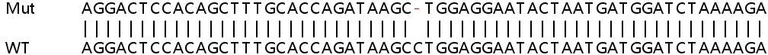 Sanger Sequencing - Human PON2 knockout HeLa cell line (AB265927)