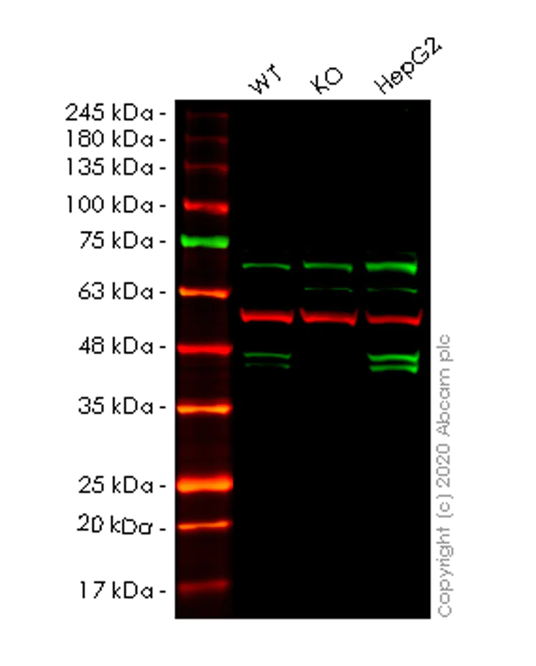 Western blot - Human PON2 knockout HeLa cell lysate (AB258128)