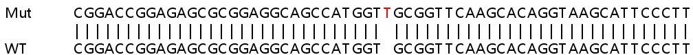 Sanger Sequencing - Human POP5 knockout HEK-293T cell lysate (AB259052), expandable thumbnail