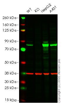 Human POR (Cytochrome P450 Reductase) knockout HCT116 cell lysate