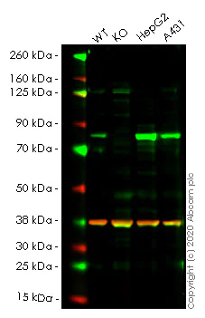 Western blot - Human POR (Cytochrome P450 Reductase) knockout HeLa cell lysate (AB257595)