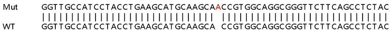 Sanger Sequencing - Human PORCN (PPN) knockout HeLa cell line (AB265129)