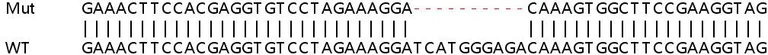 Sanger Sequencing - Human POSTN (Periostin) knockout HeLa cell lysate (AB257031)