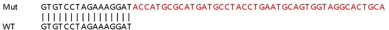 Sanger Sequencing - Human POSTN (Periostin) knockout HeLa cell lysate (AB257031)