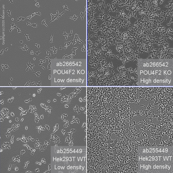 Human POU4F2 (BRN3B) knockout HEK-293T cell line