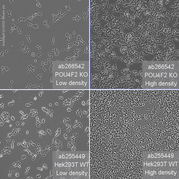 Cell Culture - Human POU4F2 (BRN3B) knockout HEK-293T cell line (AB266542)
