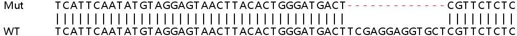 Sanger Sequencing - Human PPHLN1 (Periphilin-1) knockout HEK-293T cell line (AB266374), expandable thumbnail