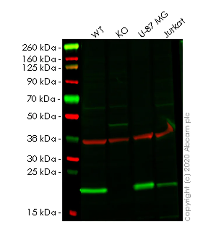 Western blot - Human PPIB (Cyclophilin B) knockout HeLa cell line (AB261746)