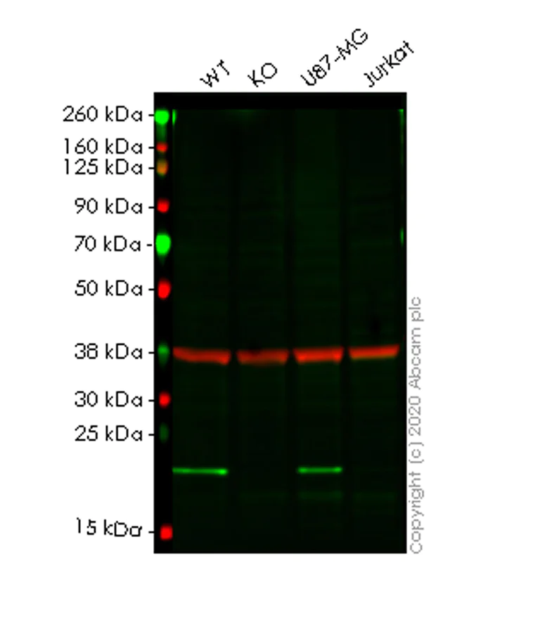 Western blot - Human PPIB (Cyclophilin B) knockout HeLa cell lysate (AB257037)