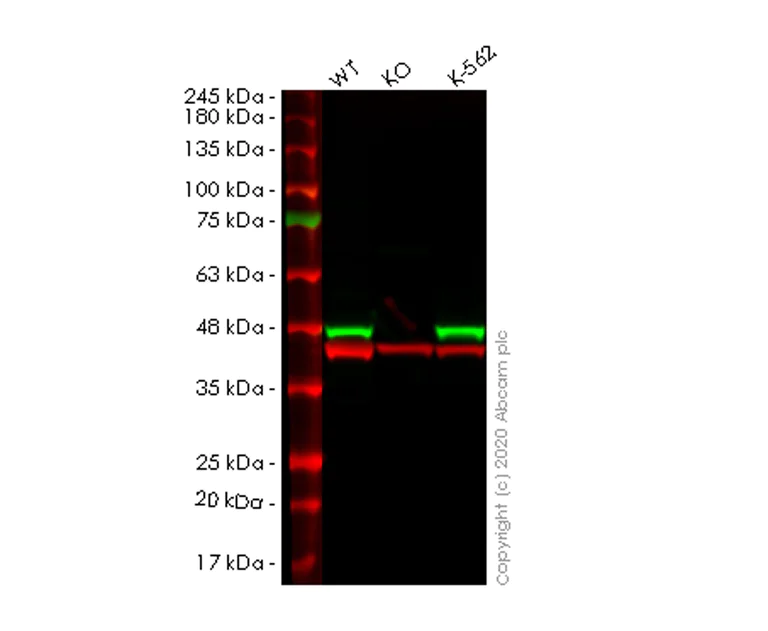 Western blot - Human PPID (Cyclophilin 40) knockout HeLa cell lysate (AB257600)