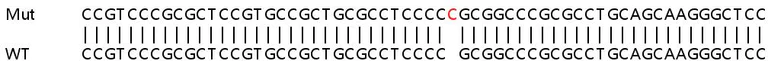 Sanger Sequencing - Human PPIF (Cyclophilin F) knockout HEK-293T cell line (AB266077)