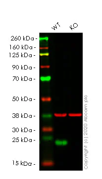 Western blot - Human PPIF (Cyclophilin F) knockout HEK-293T cell lysate (AB257039)