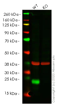Western blot - Human PPIF (Cyclophilin F) knockout HEK-293T cell lysate (AB257039)