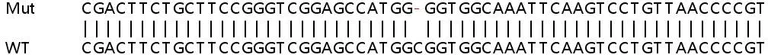 Sanger Sequencing - Human PPIH knockout HEK-293T cell line (AB266288)
