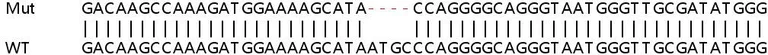 Sanger Sequencing - Human PPM1A knockout HeLa cell lysate (AB259055)