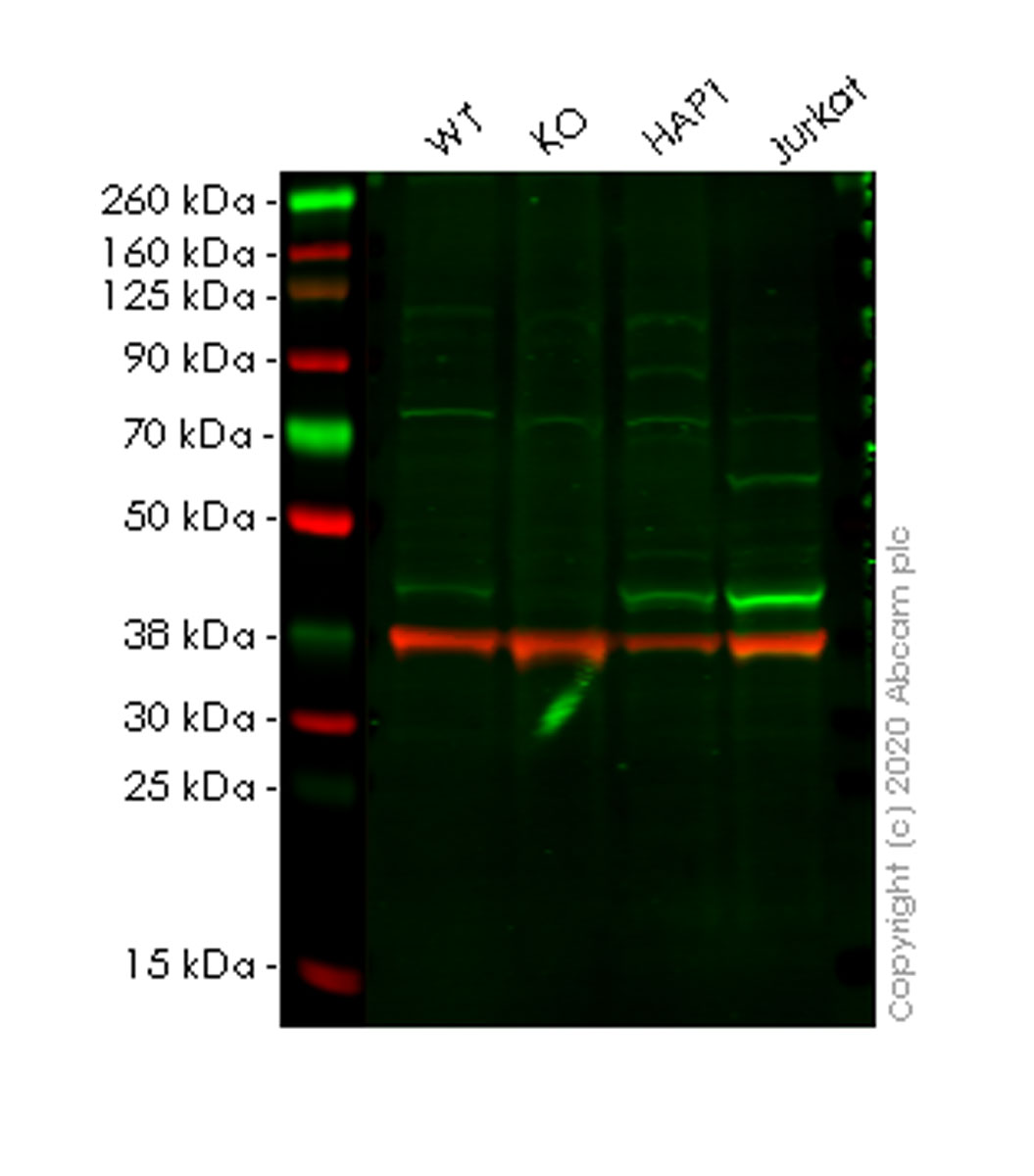 Human PPM1A knockout HeLa cell lysate