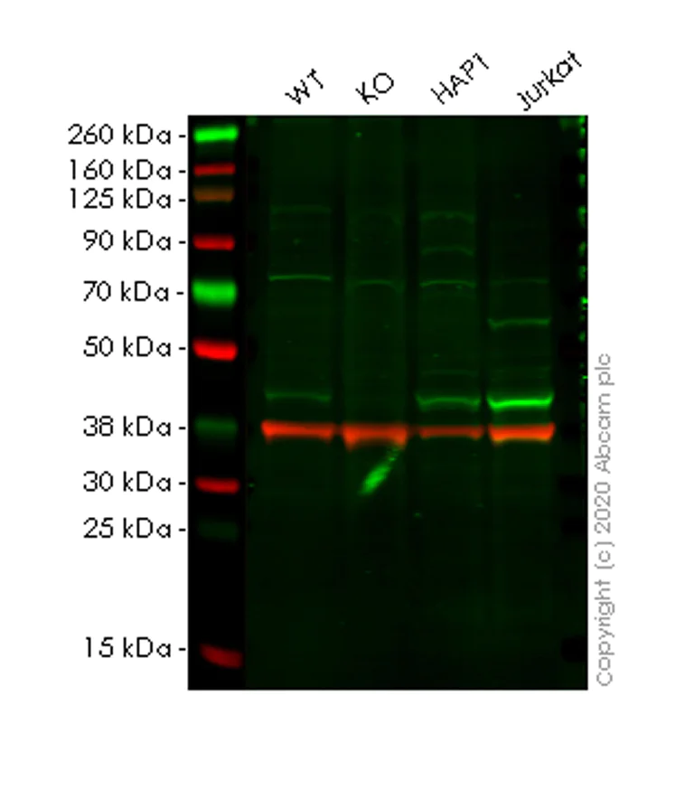 Western blot - Human PPM1A knockout HeLa cell lysate (AB259055)