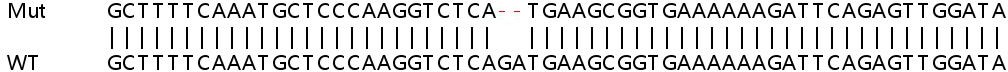 Sanger Sequencing - Human PPM1B knockout HEK-293T cell line (AB266310), expandable thumbnail
