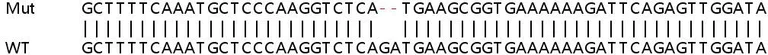 Sanger Sequencing - Human PPM1B knockout HEK-293T cell line (AB266310)