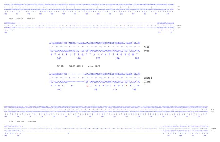 Next Generation Sequencing - Human PPM1D knockout A549 cell line (AB301175)