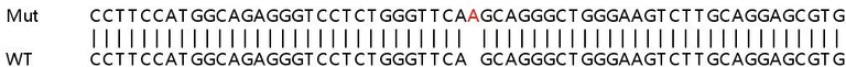 Sanger Sequencing - Human PPM1F (POPX2) knockout HEK-293T cell line (AB266176)