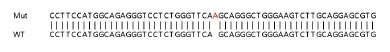 Sanger Sequencing - Human PPM1F (POPX2) knockout HEK-293T cell lysate (AB263308)